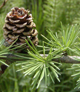 Larix kaempferi